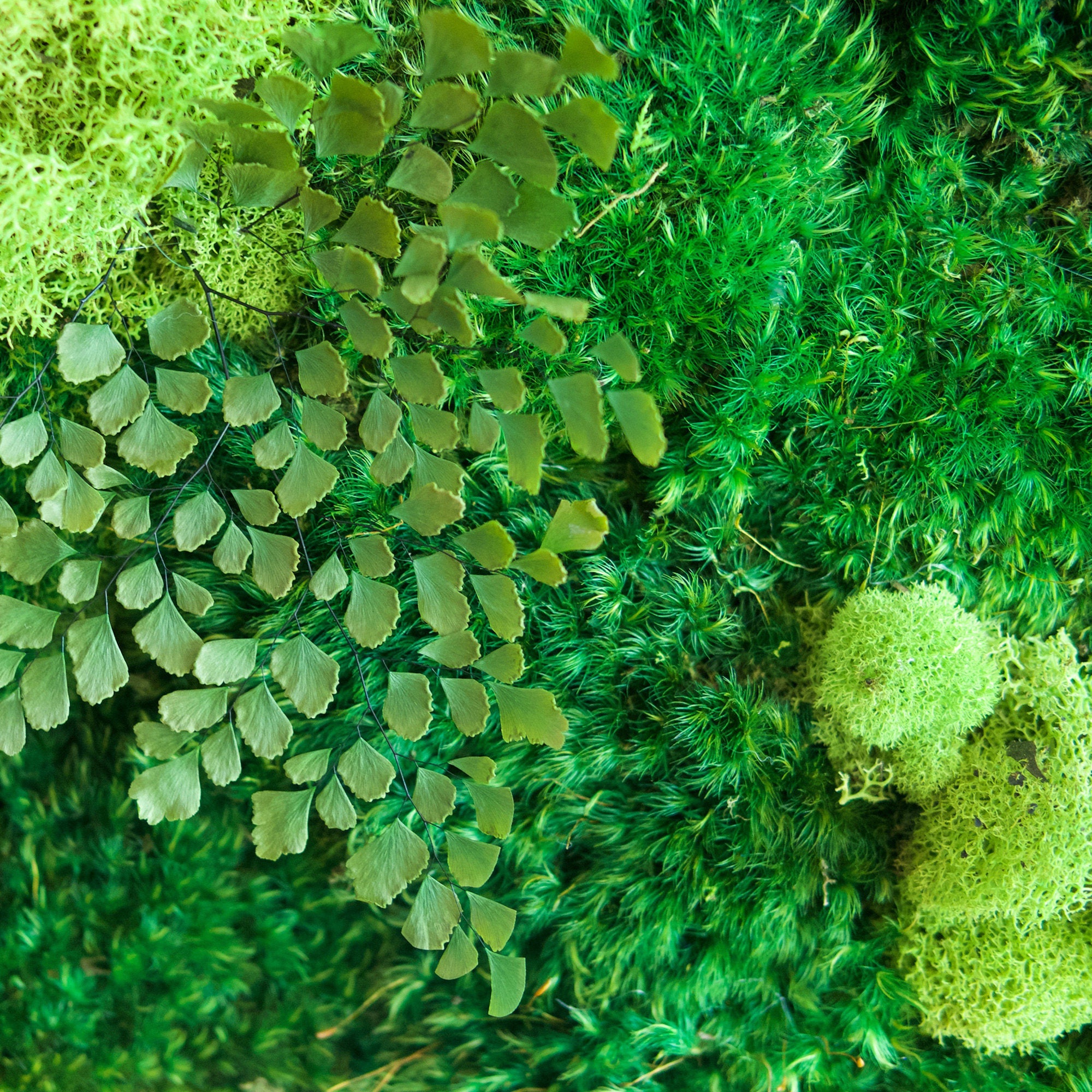 Preserved Moss Wall Art: 36x36 Pine Frame, Shou Sugi Ban Finish - Etsy