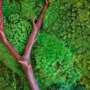 18x36 Moss Wall Art with Manzanita branches. Real preserved zero-care green wall. Real preserved moss. immagine 5