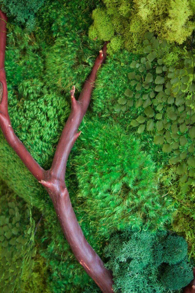 18x36 Moss Wall Art with Manzanita branches. Real preserved zero-care green wall. Real preserved moss. immagine 5