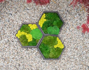 Hexagon Moss Wall Art. Real preserved green wall with moss and ferns. Zero-care hanging indoor plant art in pine frame.