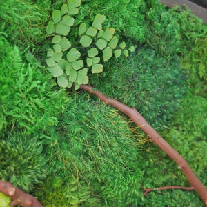 18x36 Moss Wall Art with Manzanita branches. Real preserved zero-care green wall. Real preserved moss. image 3