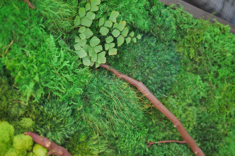 18x36 Moss Wall Art with Manzanita branches. Real preserved zero-care green wall. Real preserved moss. image 3