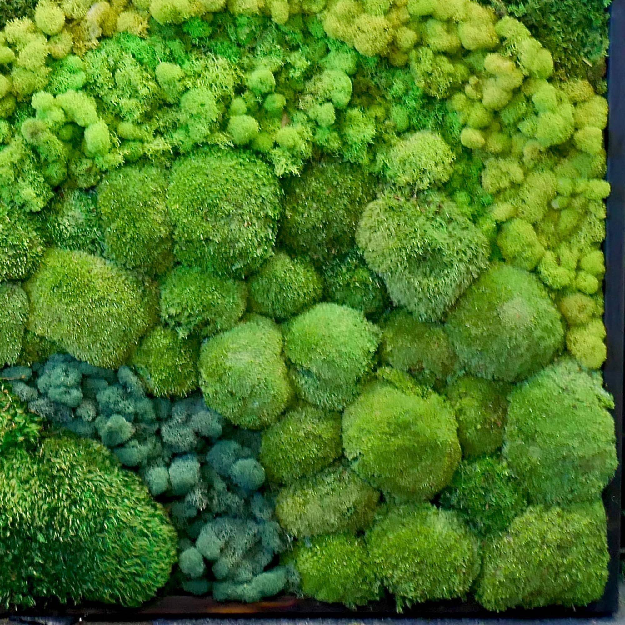 Swirl Moss Wall | Green wall art | Preserved moss | Plant wall decor | Plant wall art | Moss wall art | Home office