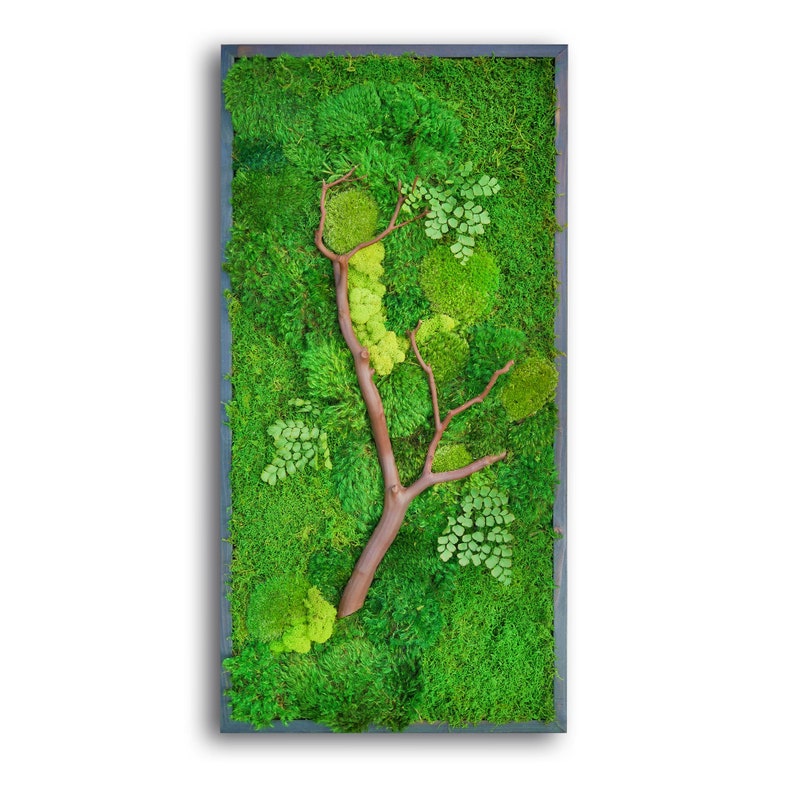 18x36 Moss Wall Art with Manzanita branches. Real preserved zero-care green wall. Real preserved moss. immagine 1