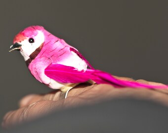 Pink parakeet bird ring gift