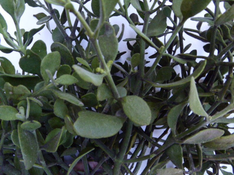 Real mistletoe decorationsExtra large box mistletoewedding Etsy
