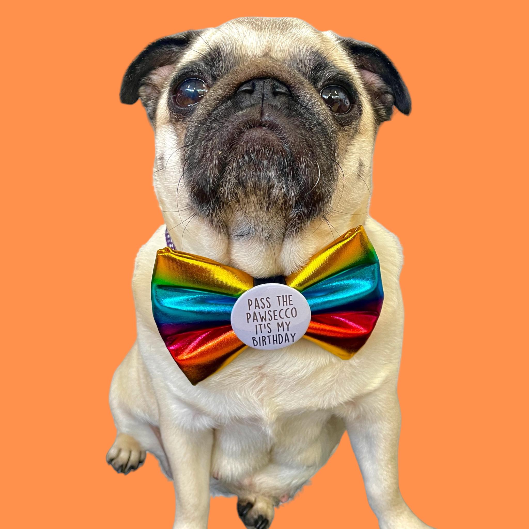 Pass the Pawsecco Birthday Dog Badge Bow Fun Pug Bow Ties Cat Pet Clothing Etsy