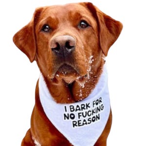 Quirky Dog Bandana: "I Bark for No Reason" Funny Adjustable Pet Bandana image 7