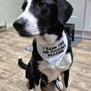 Quirky Dog Bandana: "I Bark for No Reason" Funny Adjustable Pet Bandana image 6