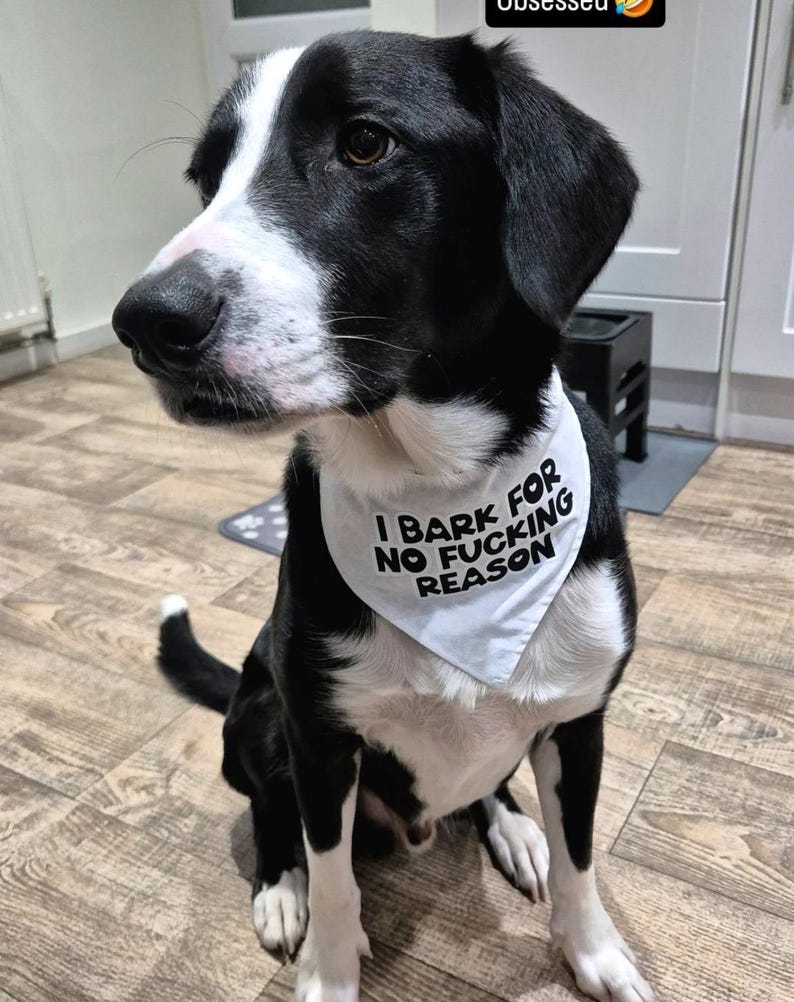 Quirky Dog Bandana: "I Bark for No Reason" Funny Adjustable Pet Bandana image 6