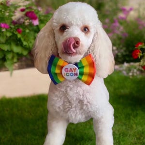 May include: A white poodle dog wearing a rainbow-striped bow tie with a circular white pin in the centre featuring the text GAY ICON in colourful letters. The dog has curly fur and is licking its nose while facing forward in a garden setting.