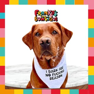 Quirky Dog Bandana: "I Bark for No Reason" Funny Adjustable Pet Bandana image 2
