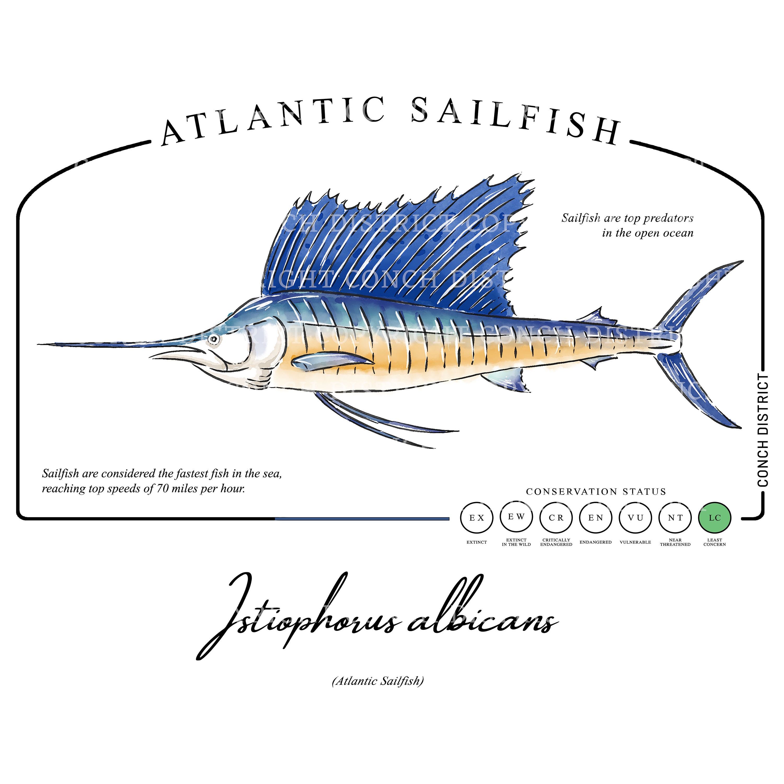Atlantic Sailfish Printable Marine Science Facts Homeschool Digital  Download Ocean Conservation Watercolor Ocean Theme Wall Art 
