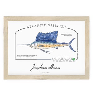 Atlantischer Segelfisch Printable Marine Science Facts Homeschool Digital Download Ocean Conservation Aquarell Ozean Thema Wandkunst