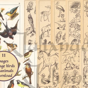 téléchargement d’impression d’animaux vintage, livre ancien numérique oiseaux, art zoologique, sac éphémère en papier, cottagecore, ensemble d’illustrations d’oiseaux