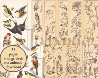 Vintage animal print download, digital antique book birds, zoological art, paper ephemera pack, cottagecore, set of birds illustrations