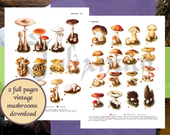 Vintage mushroom print download, digital antique book mushrooms, botanical art, paper ephemera pack, cottagecore, set of plant illustrations