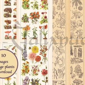 Vintage botanical print download, digital antique book flowers, botanical art, paper ephemera pack, cottagecore, set of plant illustrations