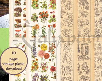 Vintage botanical print download, digital antique book flowers, botanical art, paper ephemera pack, cottagecore, set of plant illustrations