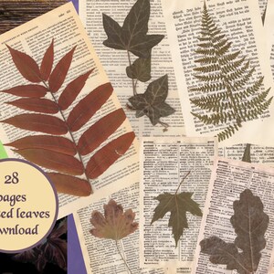 Téléchargement de feuilles pressées, pages de fleurs pressées numériques, herbier, papier numérique, pack d'éphémères en papier, cottagecore, papier en détresse, PNG