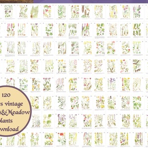 FULL SET 120 woodland & meadow plants, vintage botanical download digital antique book botanical art paper ephemera cottagecore illustration