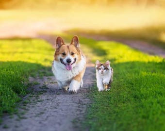 Wybierz się na spacer (z dołączonym wierszem)