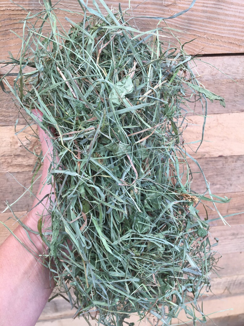 16 oz GREEN SUPREME Timothy/Orchard Grass/Clover Etsy