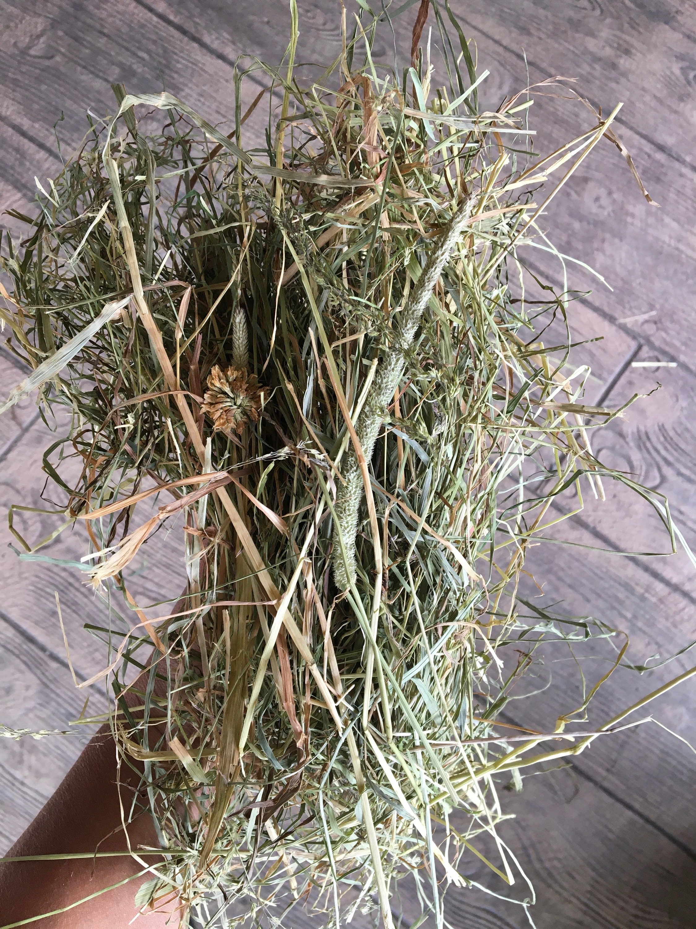 Tortoise timothy clearance hay
