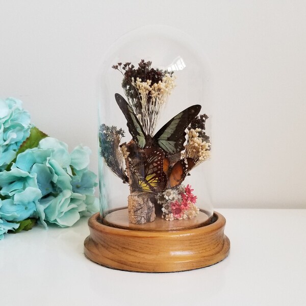 Pantalla de mariposa, Cúpula de cristal vintage 3D Diorama, Taxidermia entomológica