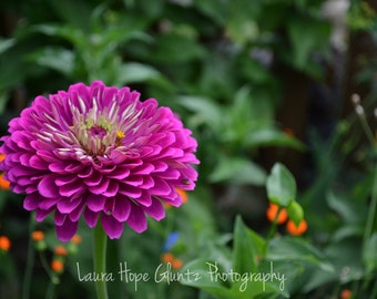 Purple Zinnia - Toledo Botanical Garden -  Garden Photography - Nature Photography - Purple Flower Art - Floral Art - Fine Art Photography