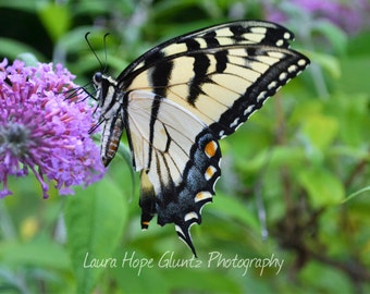 Butterfly - Nature Photography - Botanical Art - Insect Art - Butterfly Wings - Fine Art Photography