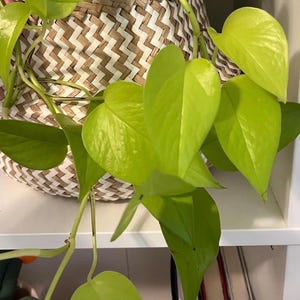 May include: Bright green pothos plant with heart-shaped leaves cascading from a woven basket. The basket has a zig-zag pattern in shades of brown and white. The plant is on a white shelf.