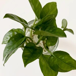 May include: Overhead shot of a glass jar filled with water and a green plant. The plant has large, heart-shaped leaves with a glossy texture. The leaves are a deep green color, and the jar is set against a white background.