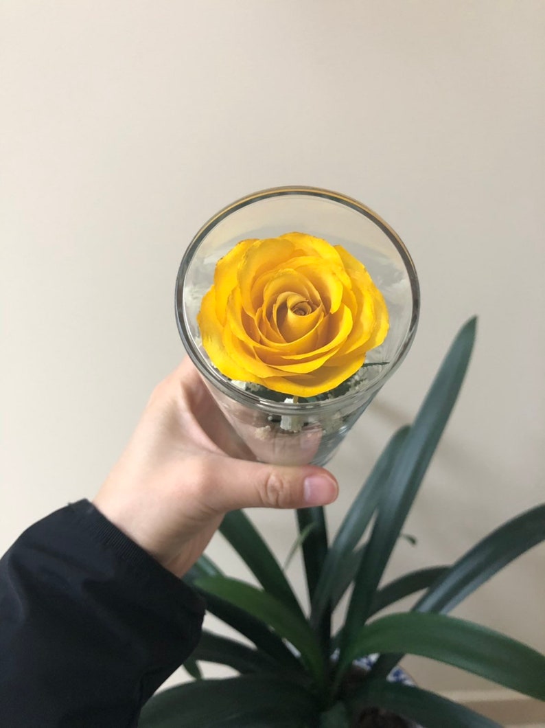 Medium Forever Roses Real Forever Roses Valentines Gift For Etsy