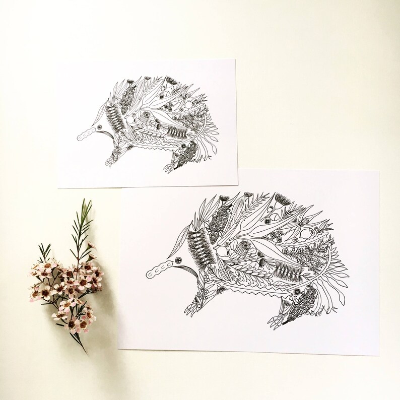 May include: Two black and white line drawings of echidnas, one larger than the other. The echidnas are made up of various Australian flora and fauna, including leaves, flowers, and insects.
