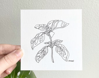 Basil Original Drawing