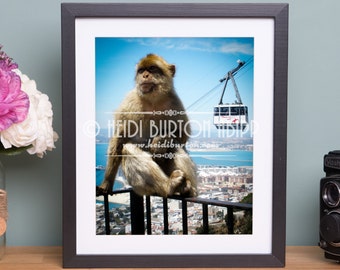Photographic Art Print of Barbary Ape, Rock of Gibraltar. Wildlife wall art, poster print, choose your size.
