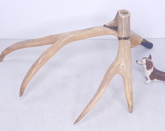 May include: A decorative antler base with a natural brown color and a blue and brown accent. The antler base is made of real antlers and has a unique shape.