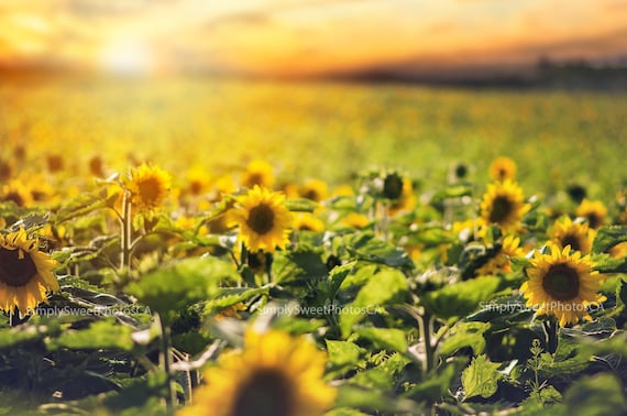 Digital Background Sunflower Field Sunset Etsy