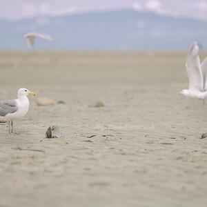 Digital Background Ocean Beach Seagulls