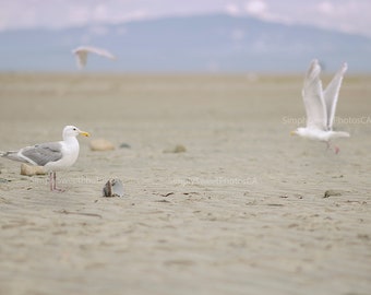 Digital Background Ocean Beach Seagulls