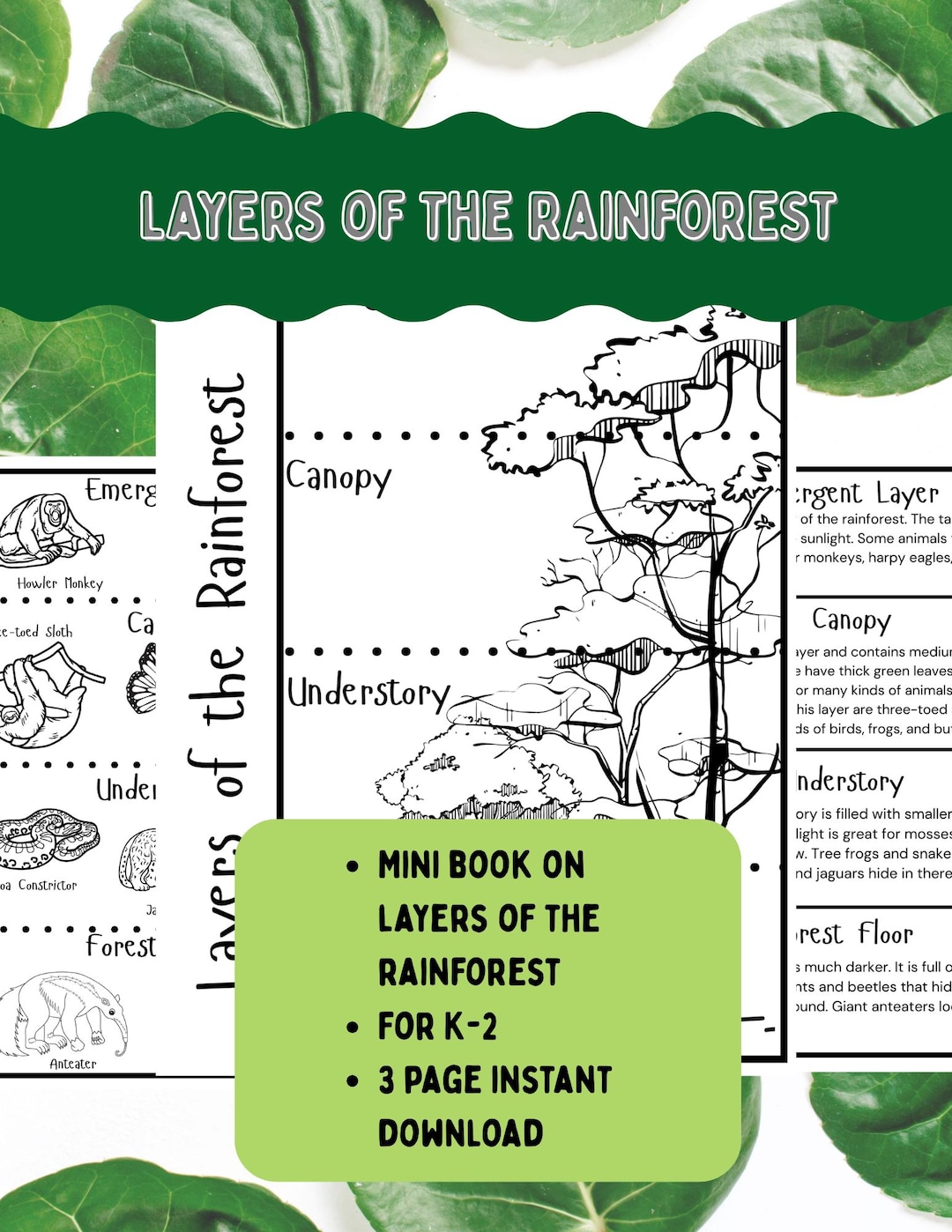 Layers of the Rainforest Booklet - Etsy