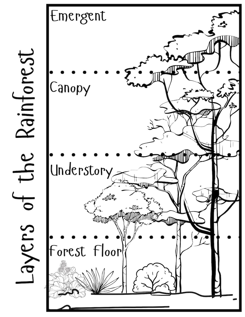 Layers of the Rainforest Booklet - Etsy