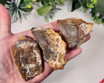 Agatized Petrified Wood from Wyoming | Natural Fossil Crystal Rough
