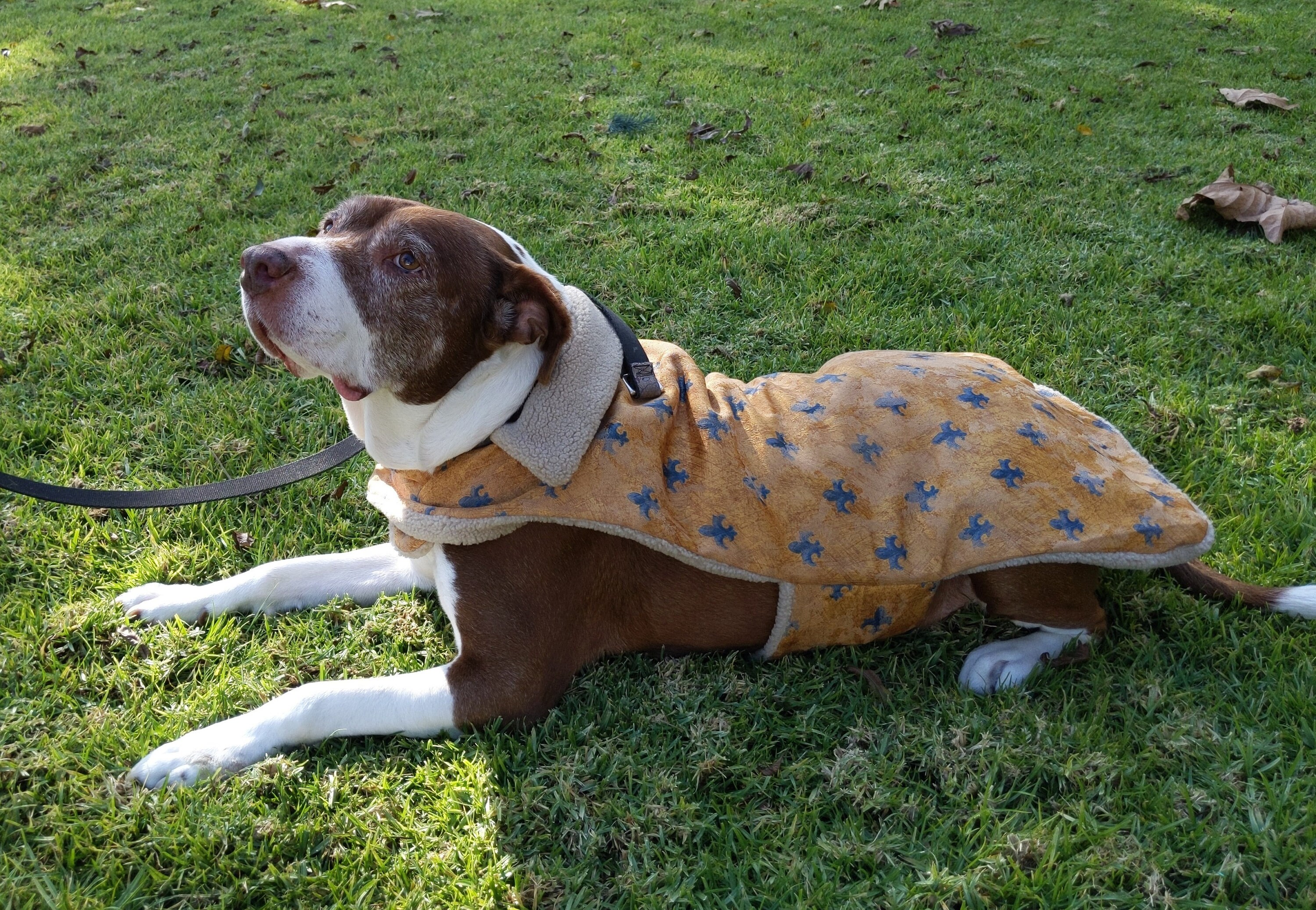 Antistress Jacket for Dogs and Cats Etsy UK