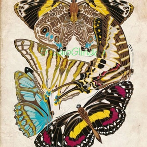 Butterfly Print, Vintage Butterfly afdrukbare, 5 wetenschappelijke voorbeelden; Kunst aan de muur, kaarten, Scrapbook papier, digitale Collage blad 1B
