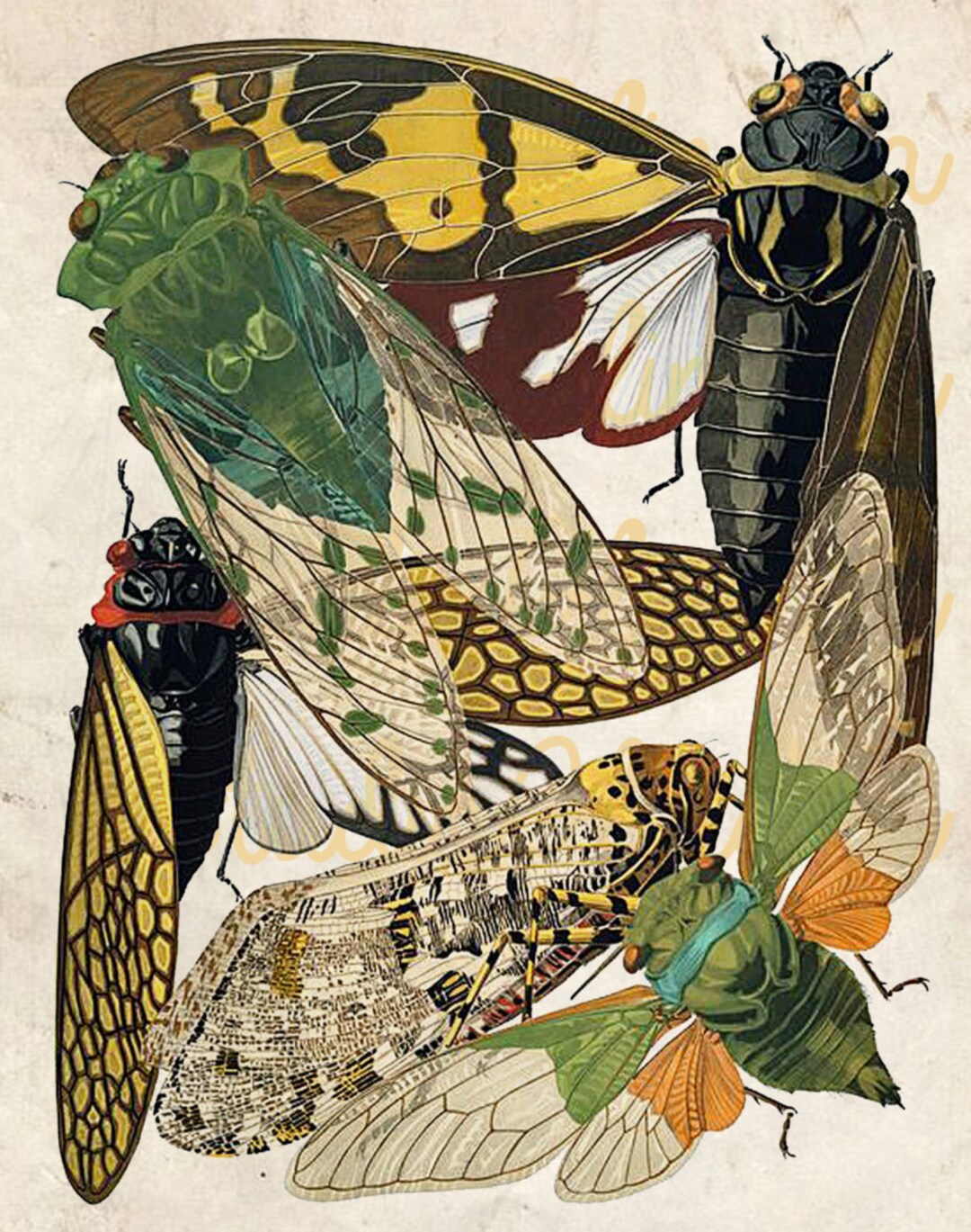 Insect Printable, Vintage Colorful Flies Print, Eugene Seguy, Insect ...