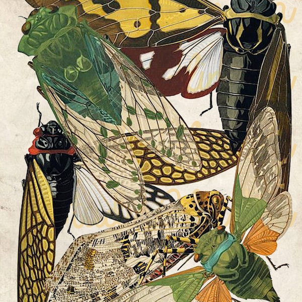 Insect Printable, Vintage Colorful Flies Print, Eugene Seguy, Insect Art Prints, Colorful Flies Printable, Seguy Insect Art, Fly Poster