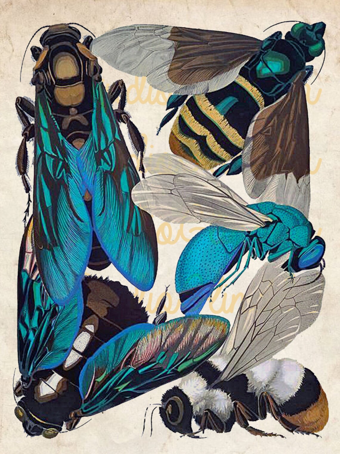 Flying Insects Printable, Eugene Seguy, Seguy Entomology Art, Vintage