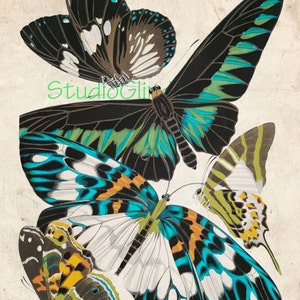 Butterfly Print, Vintage opstaat afdrukbare, 5 wetenschappelijke voorbeelden; Kunst aan de muur, kaarten, Scrapbook papier, digitale Collage blad 1A